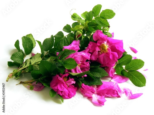 amaranthine flowers of sugar-rose
