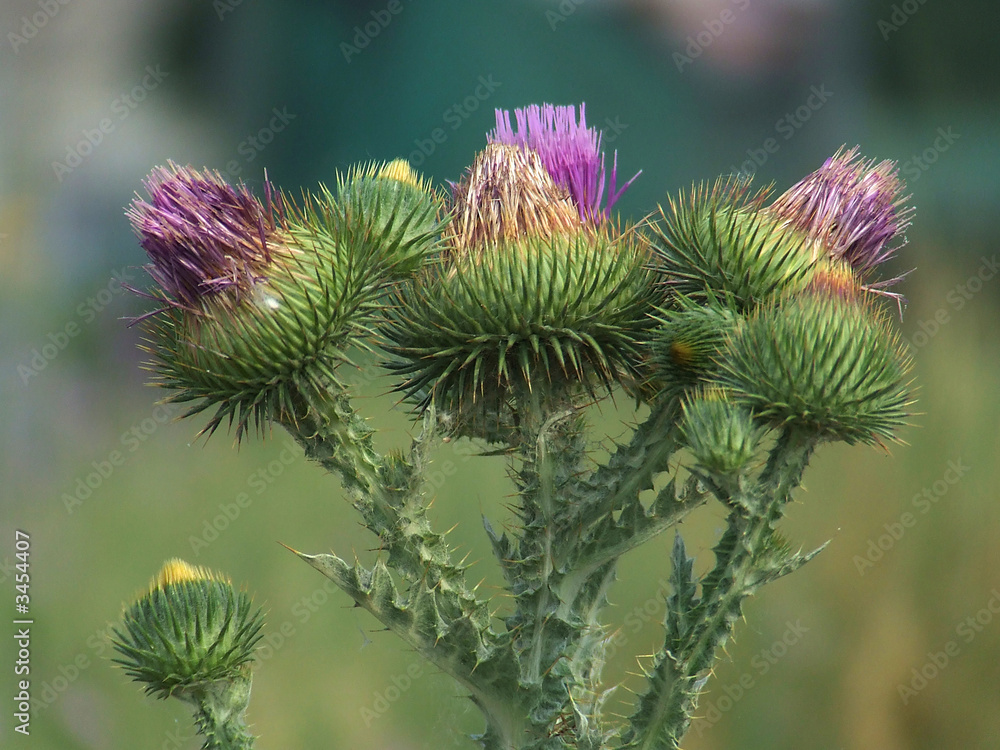 nettle with flowers nettle with flowers