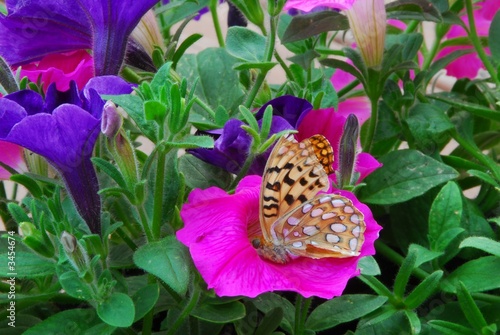 butterfly in flowers
