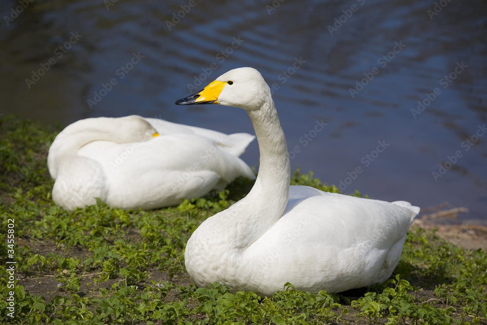 Fototapeta premium cygnus colubianus