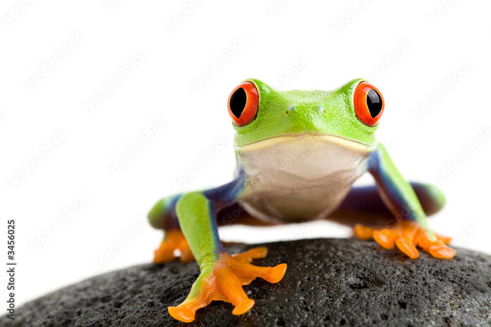 Naklejka premium frog on the rocks