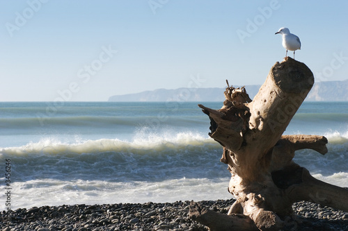 seagull's domain