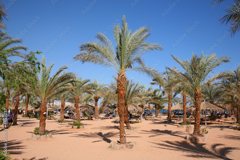 palm sand beach