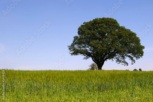 bright fields