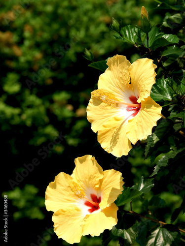 two yellow hibiscus flowers