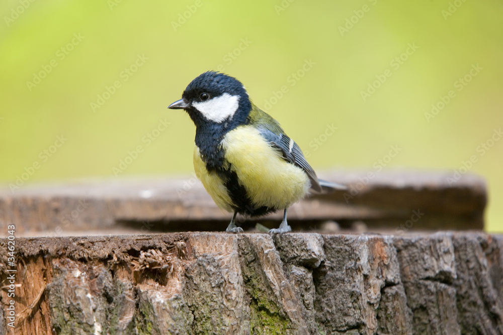 Fototapeta premium titmouse on stump