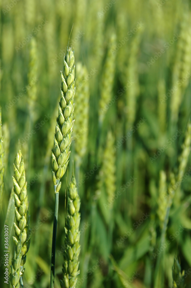green young wheat