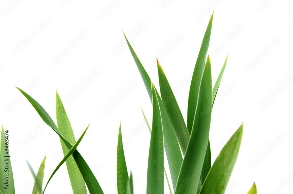 Obraz premium iris leaves