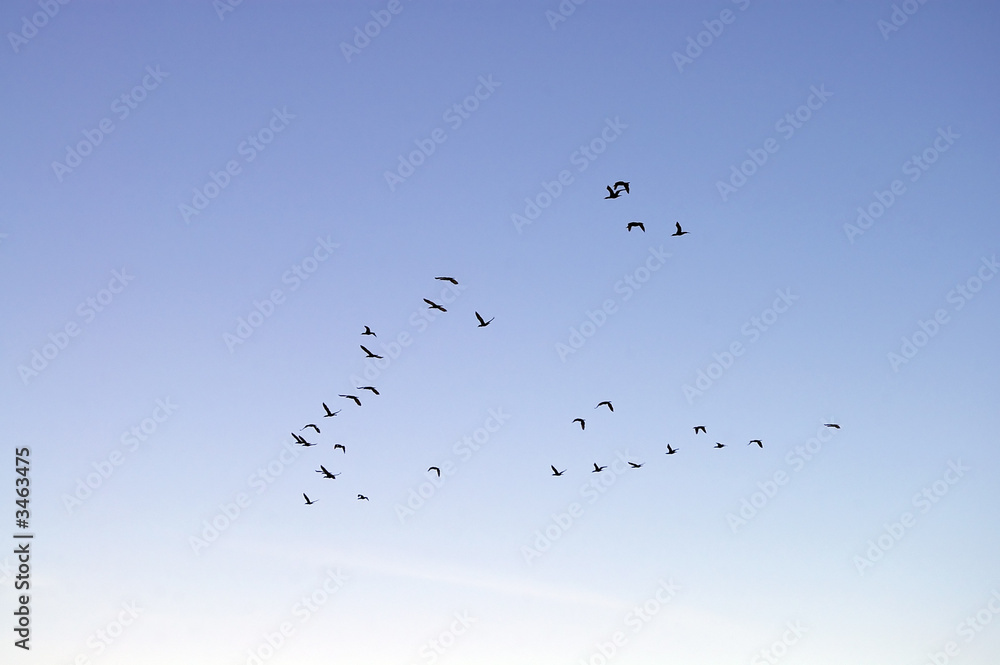 geese flying in formation geese flying in formation