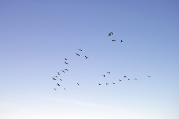 Wandcirkels Vogel Ganzen in formatie aan hemel  © David Wood