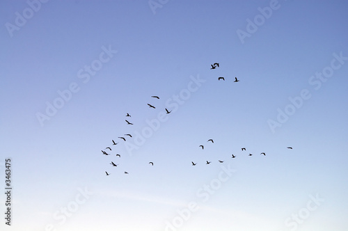 geese flying in formation