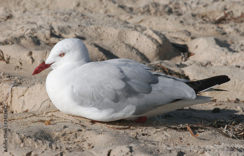 seagull resting