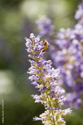 bee and purple flowers