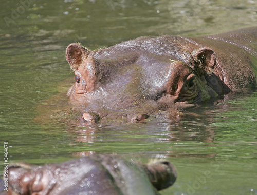 hippopotame 1