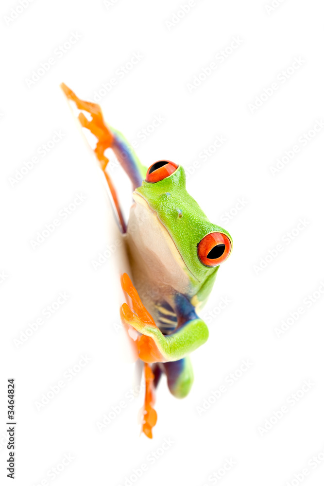 Naklejka premium frog on white