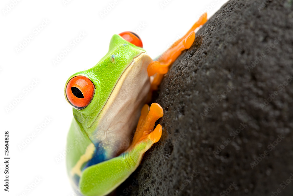 Obraz premium frog on a rock