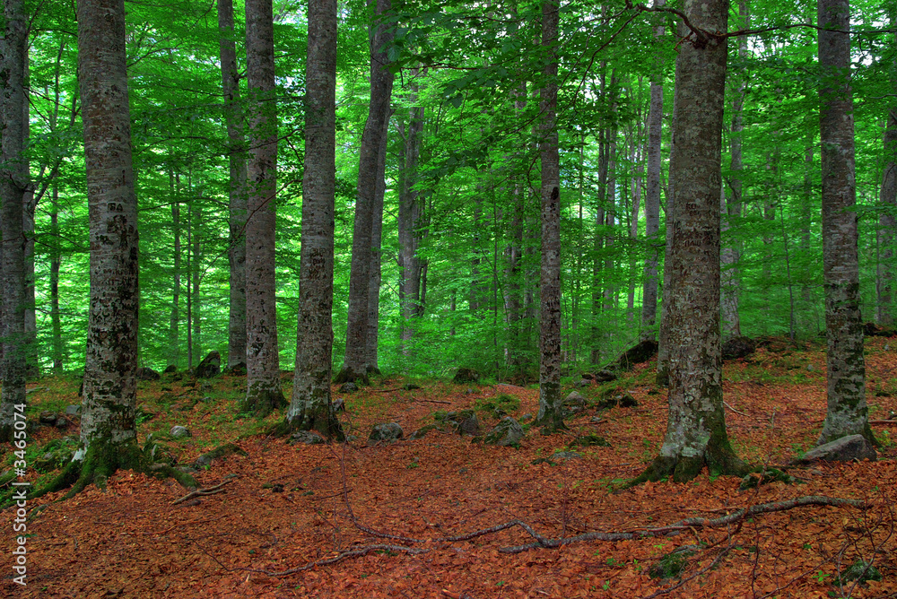 Obraz premium forest