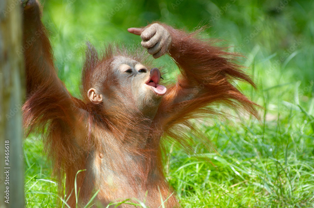 cute baby orangutan - obrazy, fototapety, plakaty 