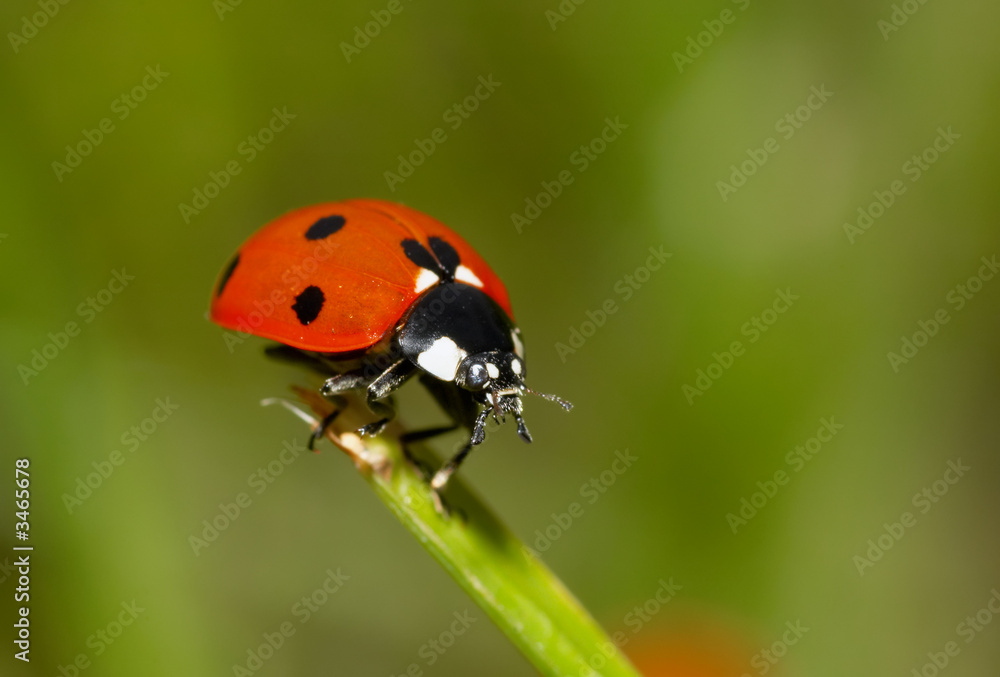 ladybug on the grass