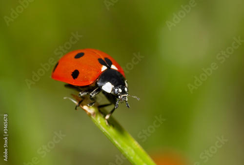 ladybug on the grass © Eric Gevaert