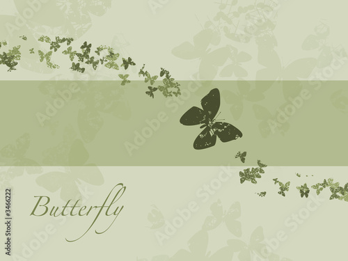 butterfly photo