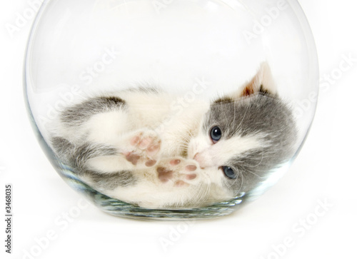 Schilderij op canvas kitten napping in a fishbowl