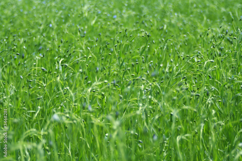 fleurs de lin fleurs de lin