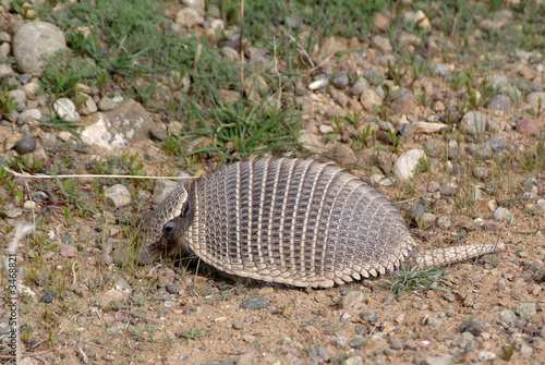 armadillo photo