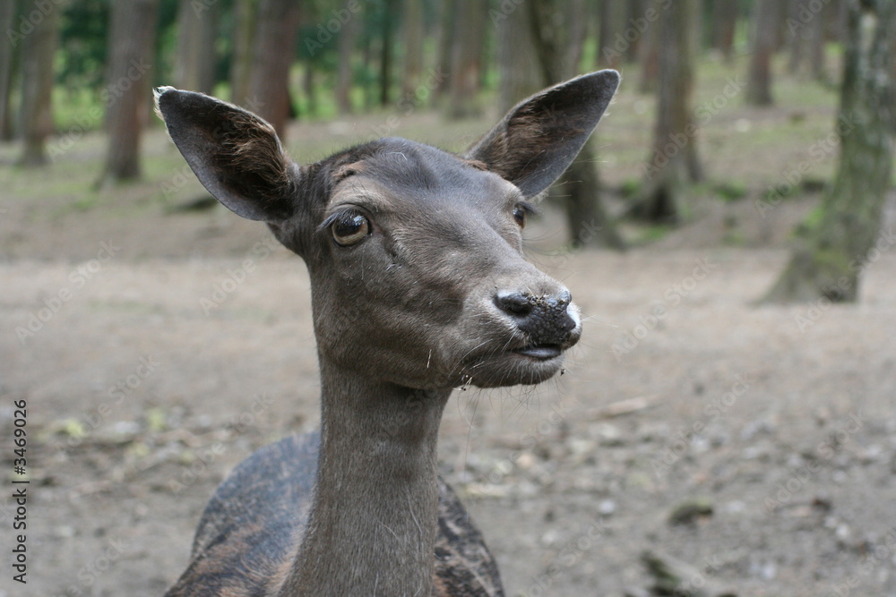 Obraz premium widder