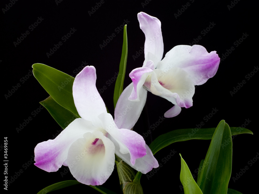 orchid 2 orchid 2