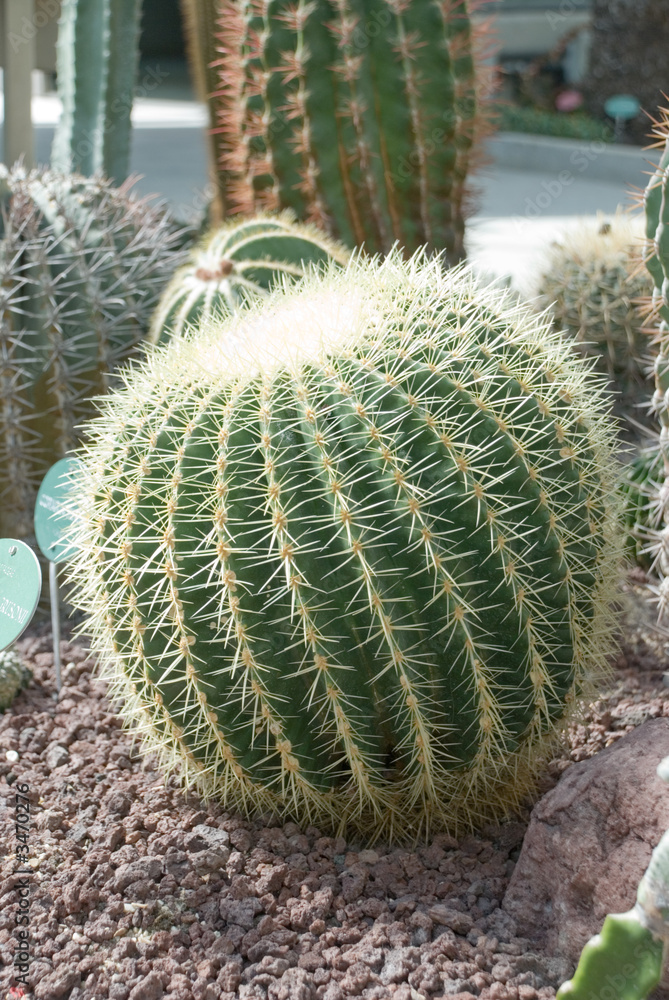 cactus 1 cactus 1