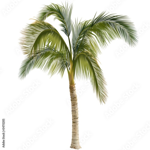 palm tree