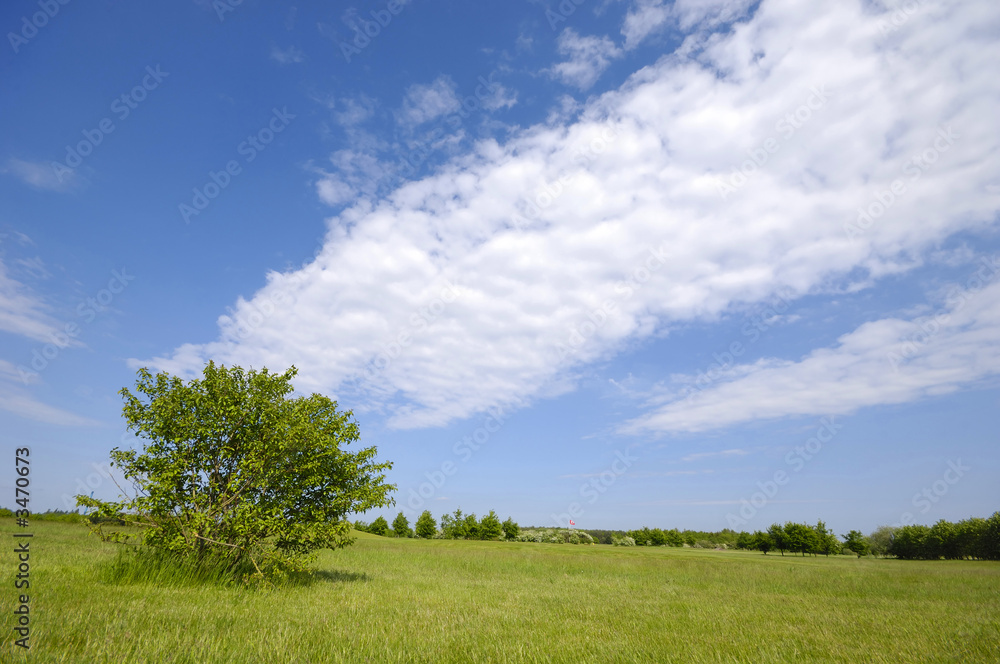 tree on green field