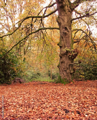 woodland in the fall