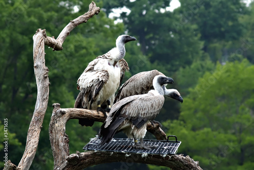 captive vultures