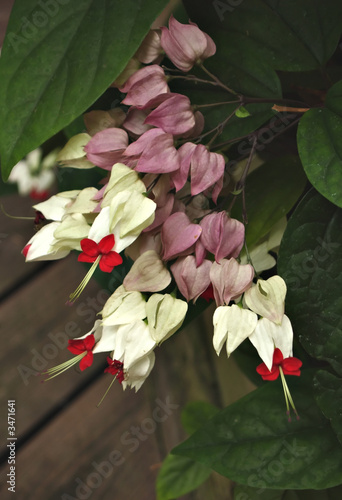 bleeding heart vine