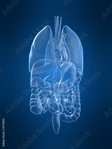 menschliche organe photo