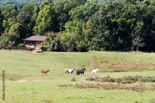 horse farm, virginia
