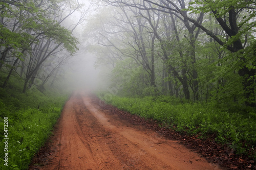 foggy road through spring forest early in the morning