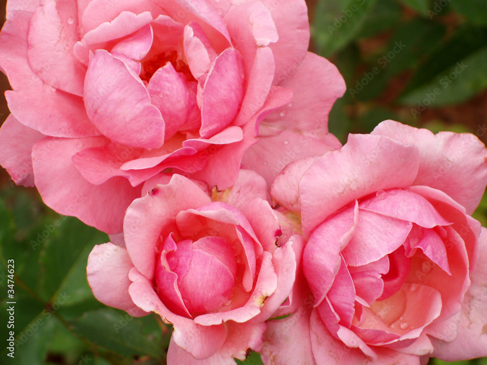 Fototapeta premium garden rose