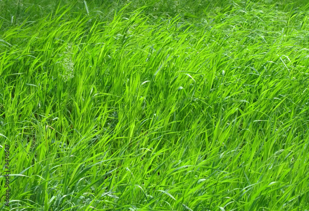 meadow and wind meadow and wind
