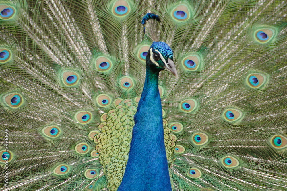 Naklejka premium pfau 2