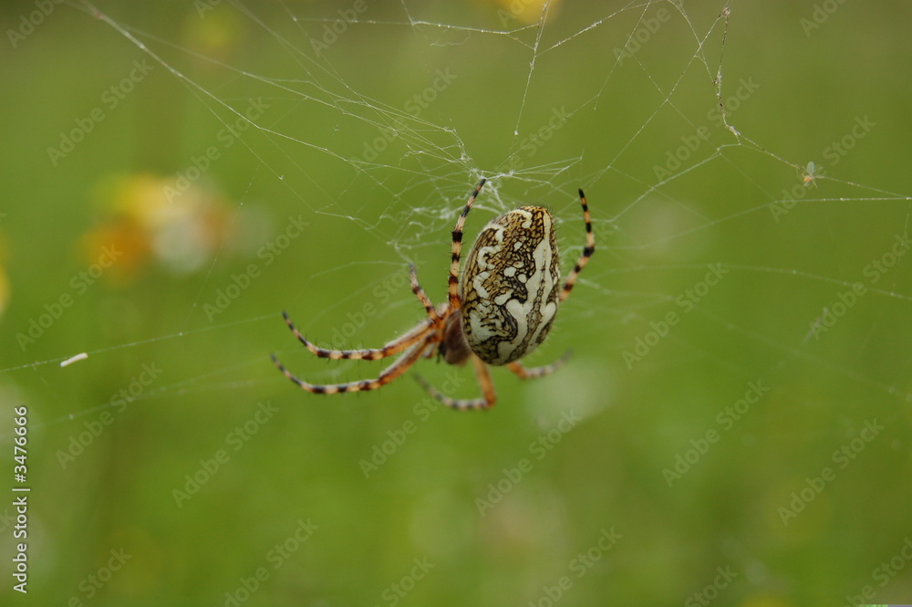 arachnidee arachnidee