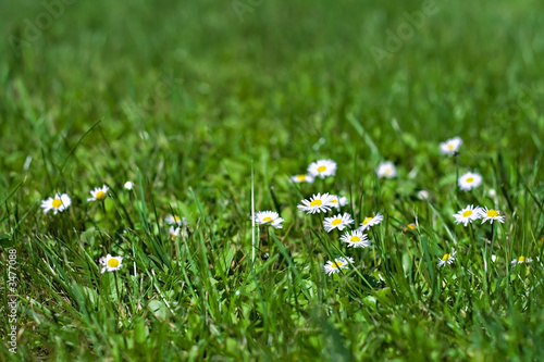 fleurs marguerites herbe verte nature écologie photo