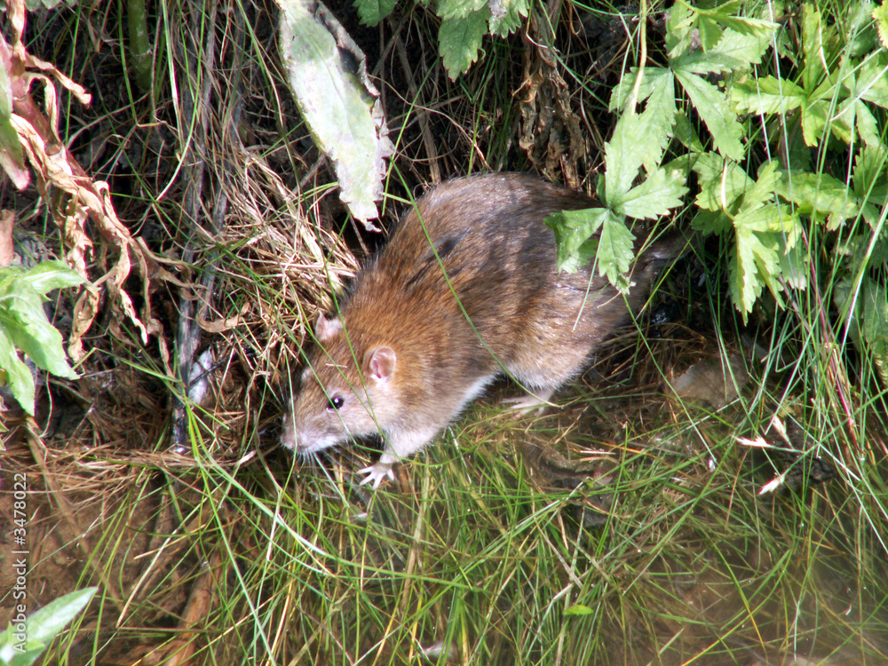 rat rat