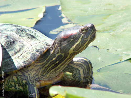 turtle photo