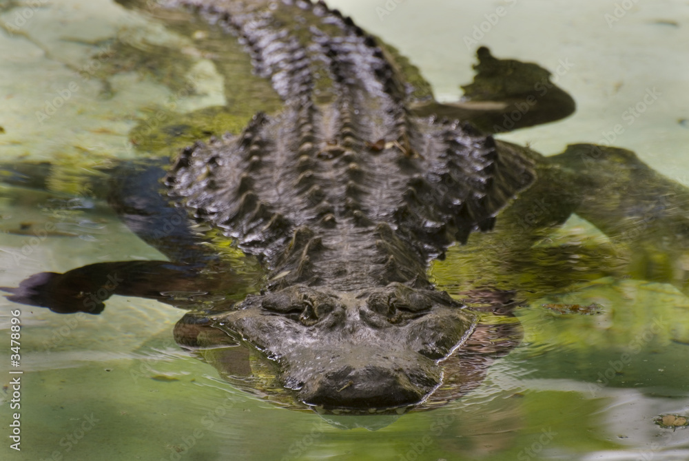 Naklejka premium crocodile