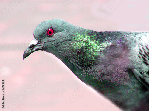 pigeon photo