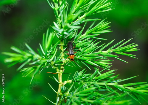 juniper and a spider