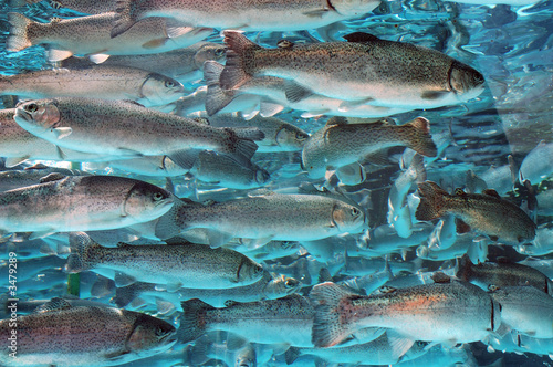 Fotografie, Obraz natural trout